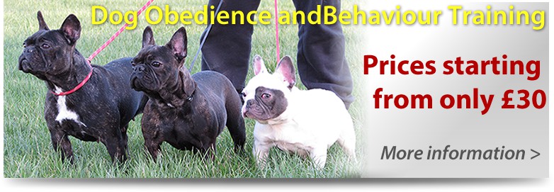 Halo Frenchie - Dog Day Care Formby