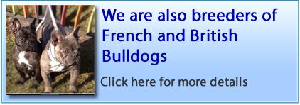 French Bulldog Breeding