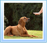 Dog Obedience Training Formby